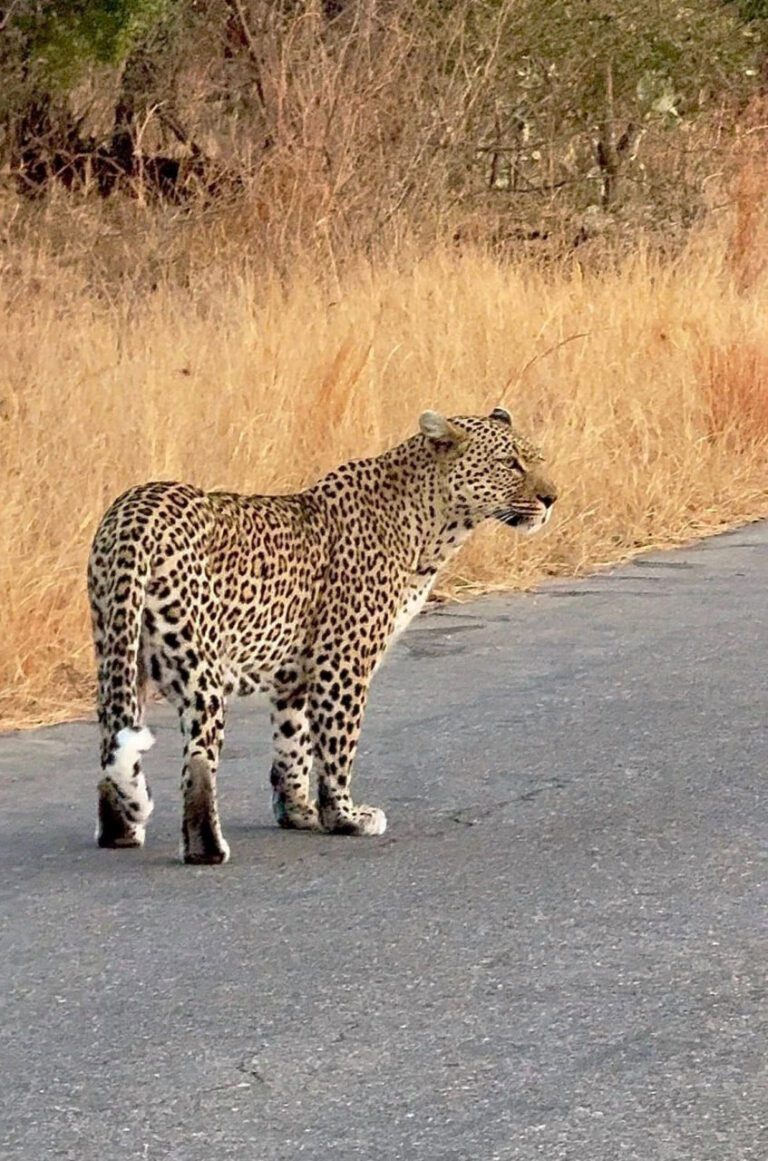 Leopard Stands Tall “Like a Human” in Kruger National Park — Viral ...